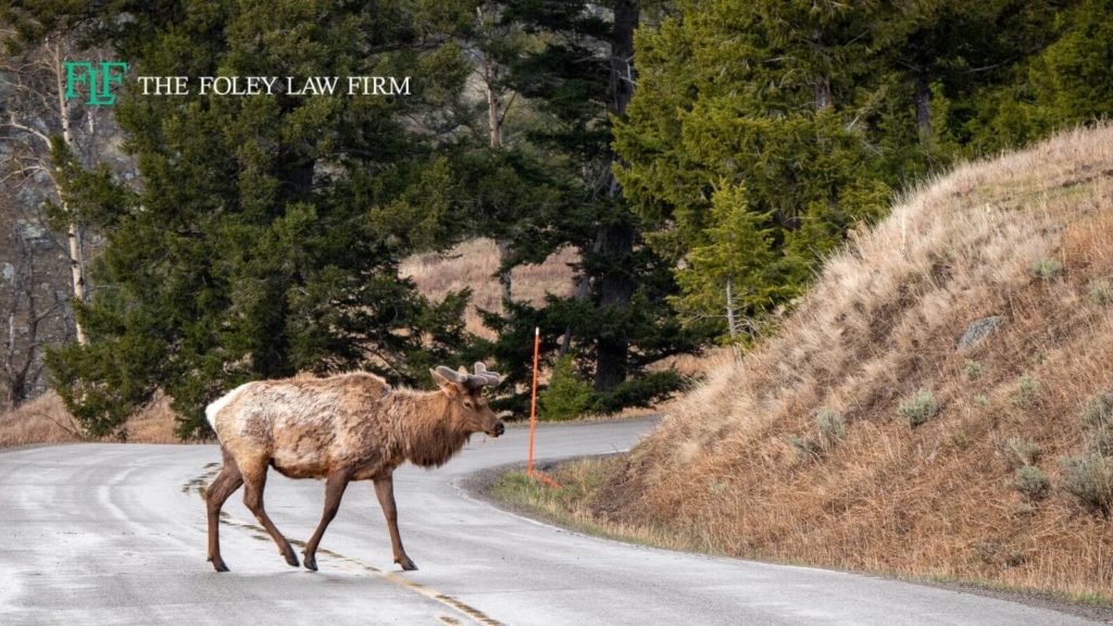 The perils of sharing Colorado roads with wildlife